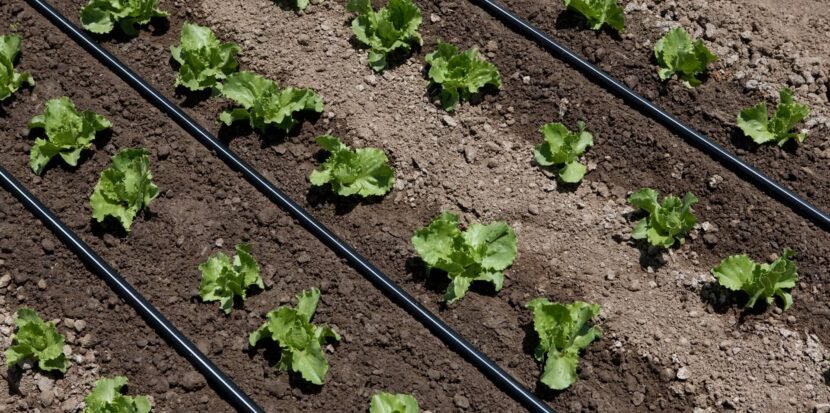 Drip irrigation system being installed inside a greenhouse for efficient water and nutrient delivery
