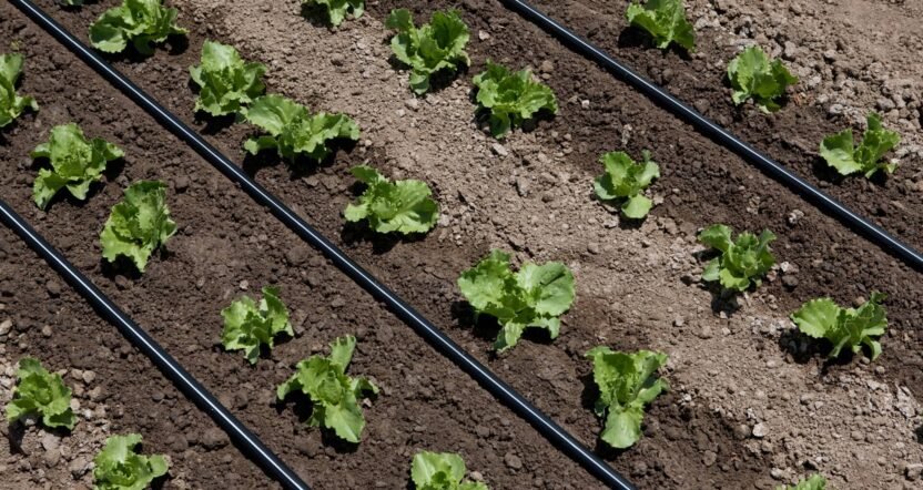 Drip irrigation system being installed inside a greenhouse for efficient water and nutrient delivery