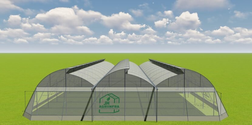 International standard top vent greenhouse with crops inside