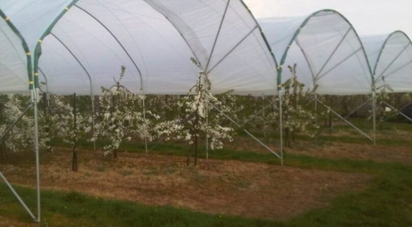 Multi Span Polytunnel Plastic Film Greenhouse by JH Agriinfra Multi Span Poly Tunnel by JH Agriinfra used for protected crop cultivation in modern farming