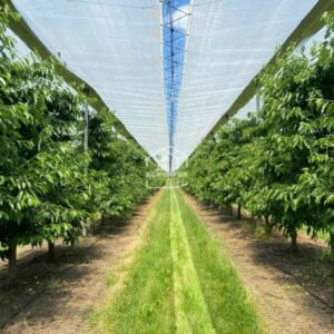 Cherry orchard in India protected by a rain shelter system designed by JH Agriinfra.