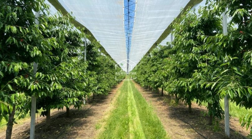 Rain Protection System for Cherry Cherry orchard in India protected by a rain shelter system designed by JH Agriinfra.