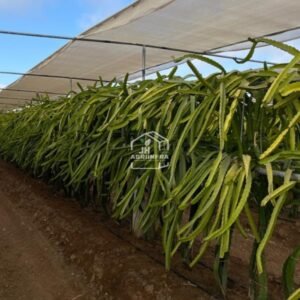 Innovative Trellising and Shade Netting Infrastructure for Dragon Fruit Farming in India
