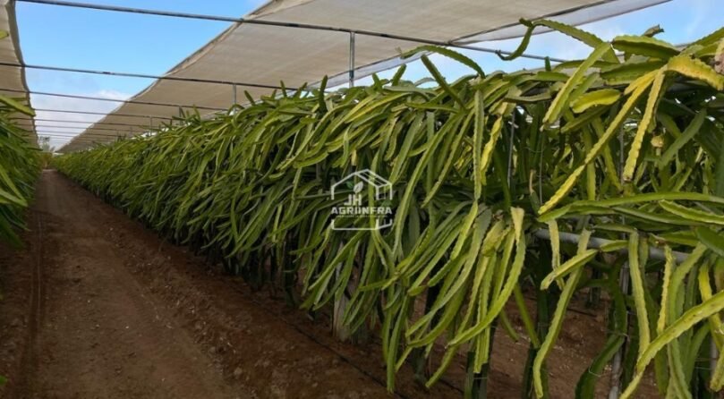 Trellising System with Shade Netting System for Dragon Fruit Orchard Innovative Trellising and Shade Netting Infrastructure for Dragon Fruit Farming in India