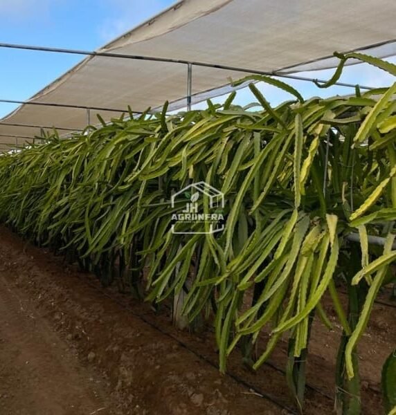 Trellising System with Shade Netting System for Dragon Fruit Orchard