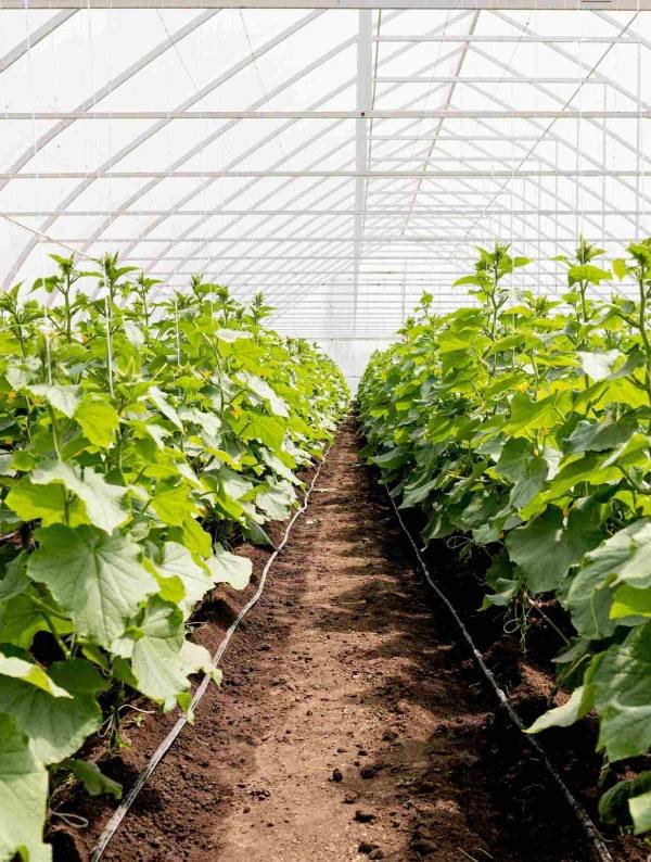Rows of healthy cucumber plants growing vertically inside a polycarbonate greenhouse, with trellises supporting the vines.