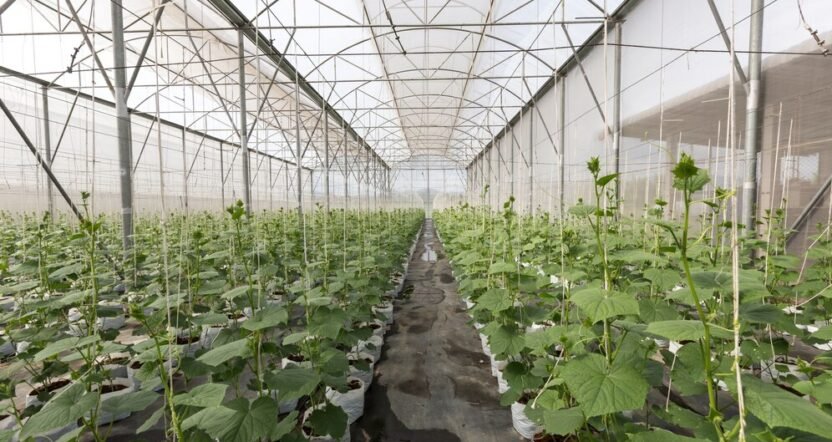 Cucumber plants growing in a greenhouse with drip irrigation system and white grow bags arranged in rows.