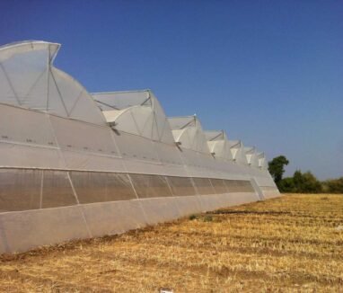 Naturally Ventilated Polyhouse (NVPH) farming structure in Gujarat with UV-stabilized covering