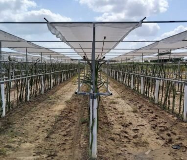 Dragon fruit plants growing in rows on a farm with support poles and healthy fruits