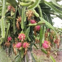 High-Density Dragon Fruit Trellising System with Wire Rope Technology