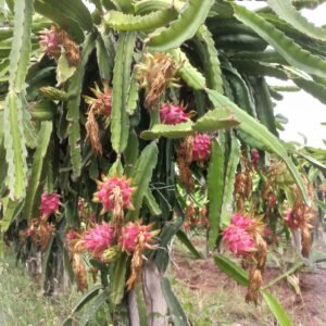 High-Density Dragon Fruit Trellising System with Wire Rope Technology