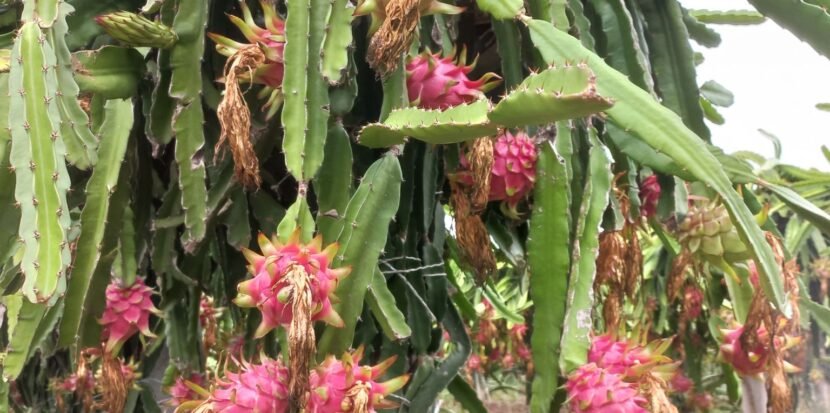 High-Density Dragon Fruit Trellising System with Wire Rope Technology