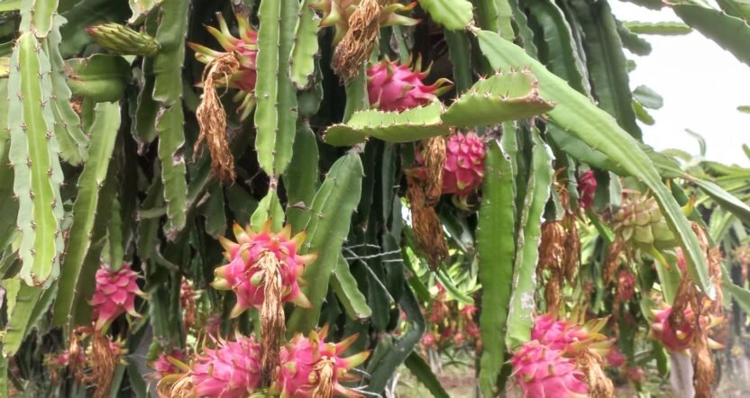 High-Density Dragon Fruit Trellising System with Wire Rope Technology