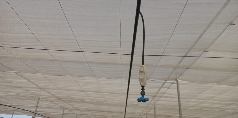 Fogging System in Greenhouse During Peak Summer