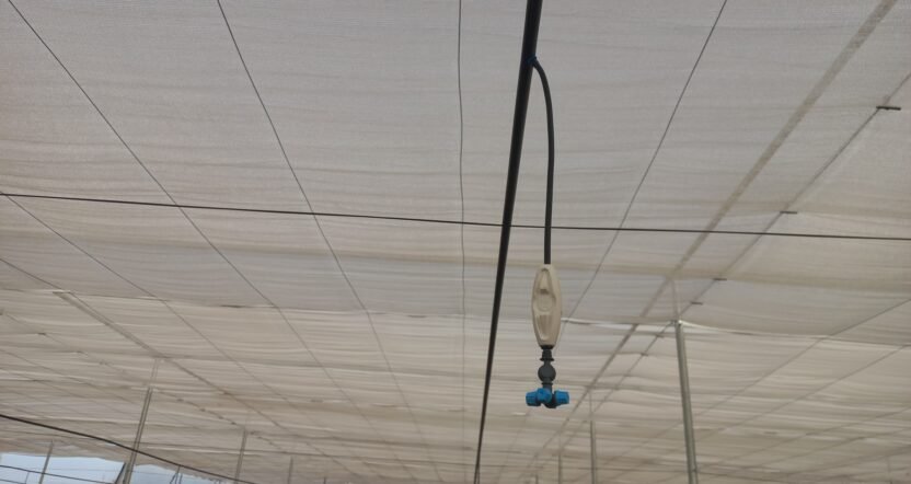 Fogging System in Greenhouse During Peak Summer