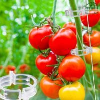 Tomato clip used for vine support in a greenhouse by SSJH Protected Farming Proprietary Limited