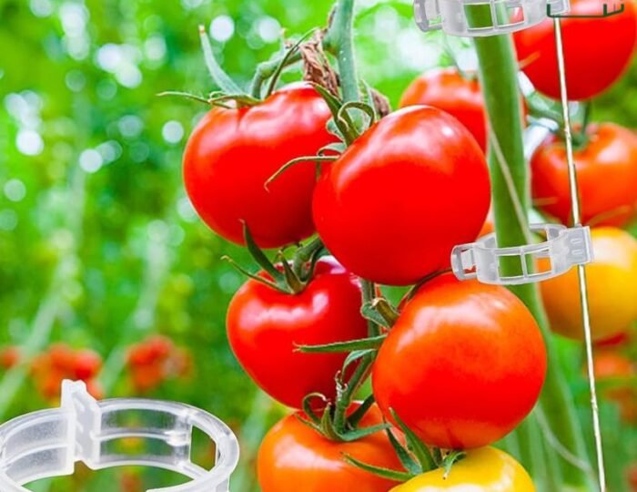Tomato clip used for vine support in a greenhouse by SSJH Protected Farming Proprietary Limited