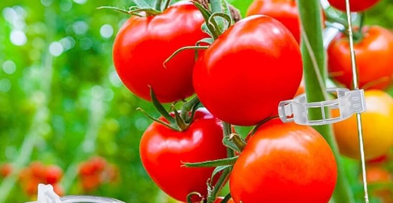 Tomato clip used for vine support in a greenhouse by SSJH Protected Farming Proprietary Limited