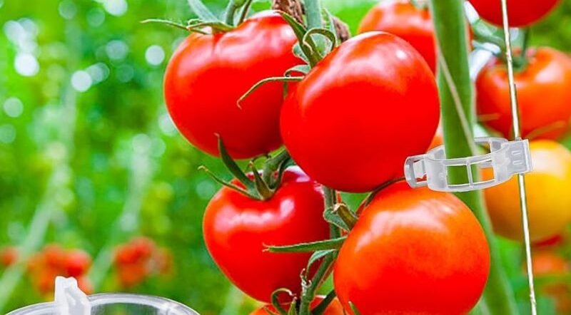 Tomato clip used for vine support in a greenhouse by SSJH Protected Farming Proprietary Limited