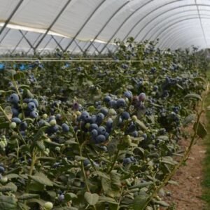blueberry-frming