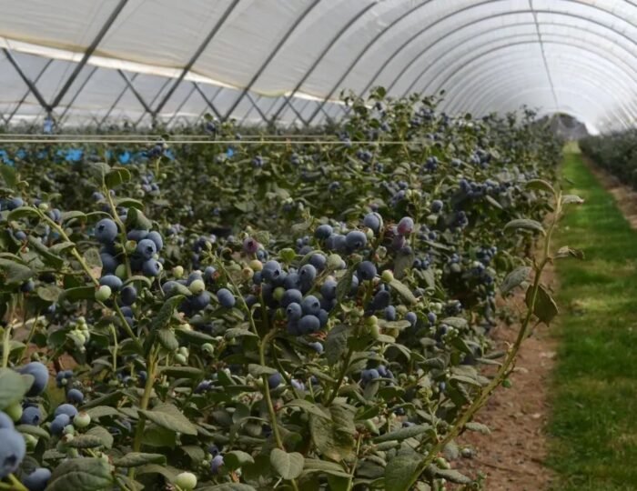 blueberry-frming