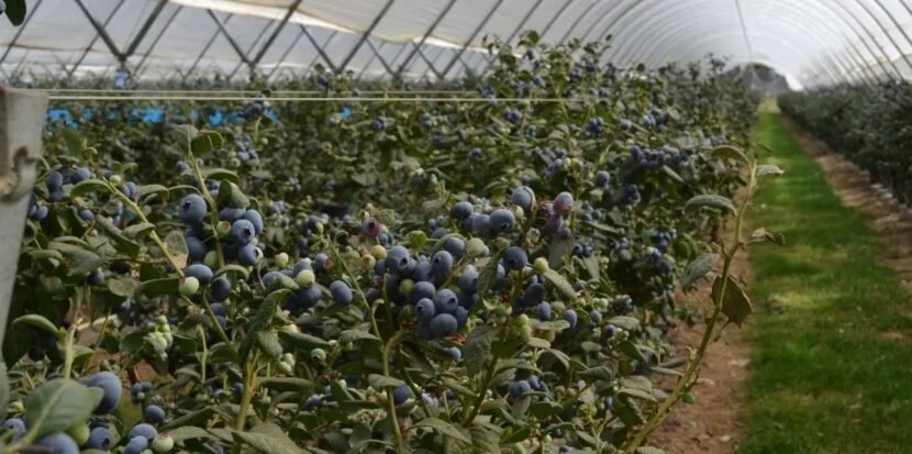 blueberry-frming