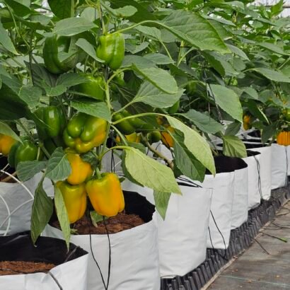 Capsicum Cultivation under Shade Net House