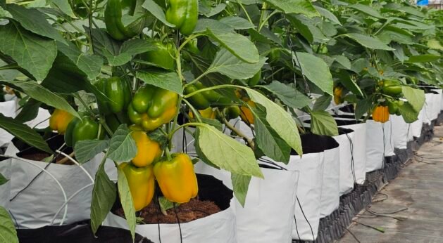 Capsicum Cultivation under Shade Net House