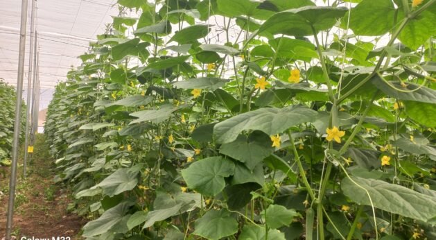 Cucumber Crop