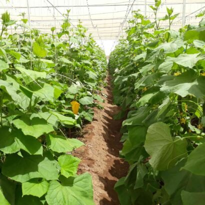 Cucumber plants growing inside a net house by JH Agriinfra for protected and sustainable cultivation.