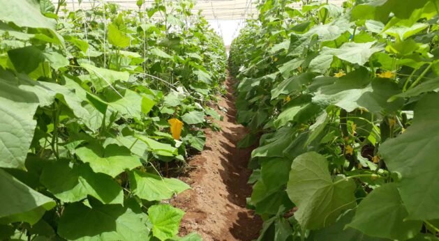 Cucumber plants growing inside a net house by JH Agriinfra for protected and sustainable cultivation.