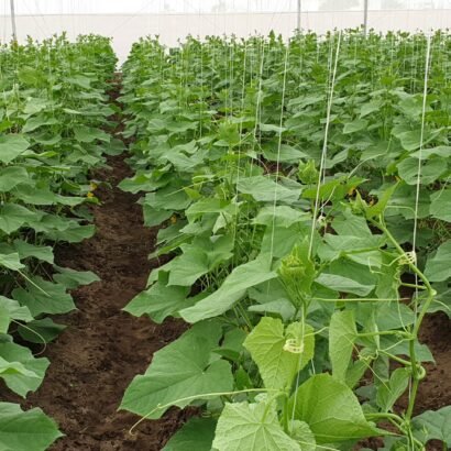 Cucumber Farming in Greenhouse