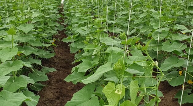 Cucumber Farming in Greenhouse