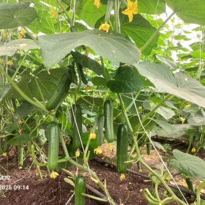 Cucumber crop field cultivated by JH Agriinfra using sustainable farming methods.