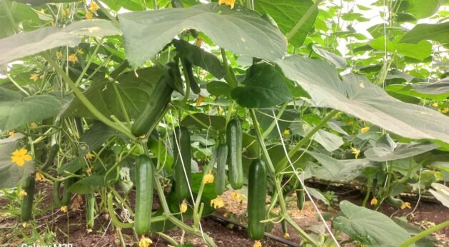 Cucumber crop field cultivated by JH Agriinfra using sustainable farming methods.