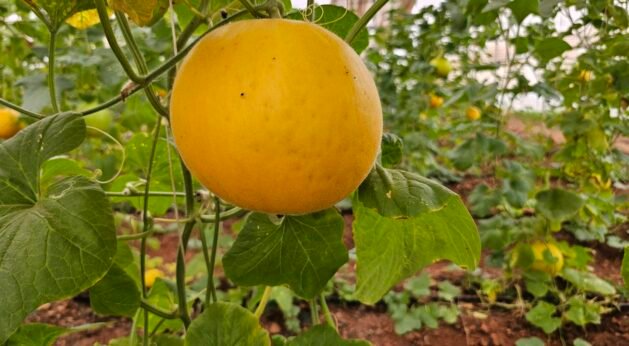 Healthy muskmelon plants growing under a shade net house for protected cultivation