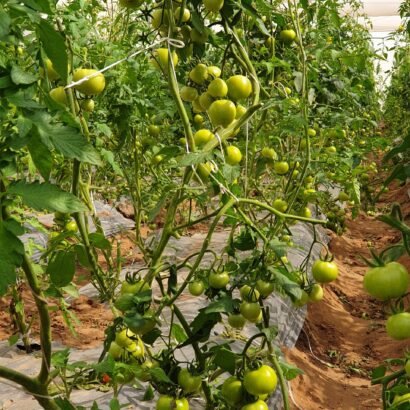 Tomato plants growing inside a shade net house developed by JH Agriinfra for modern protected farming.