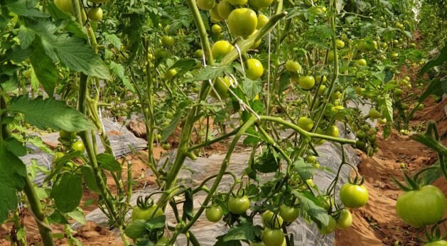 Tomato plants growing inside a shade net house developed by JH Agriinfra for modern protected farming.