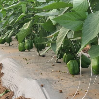 Capsicum Farming in Modern Greenhouse – JH Agriinfra
