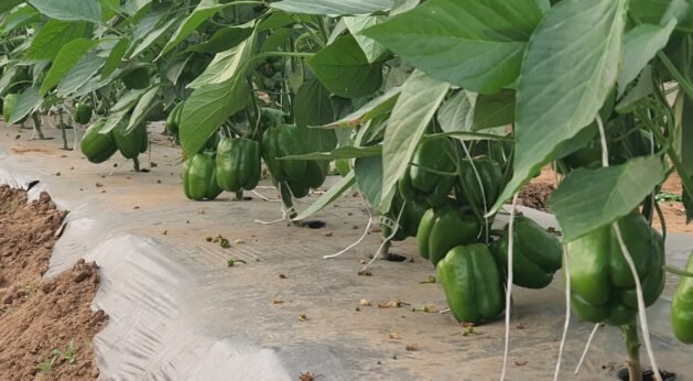 Capsicum Farming in Modern Greenhouse – JH Agriinfra