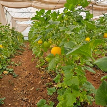Muskmelon cultivation under a green shade net house for climate-resilient farming