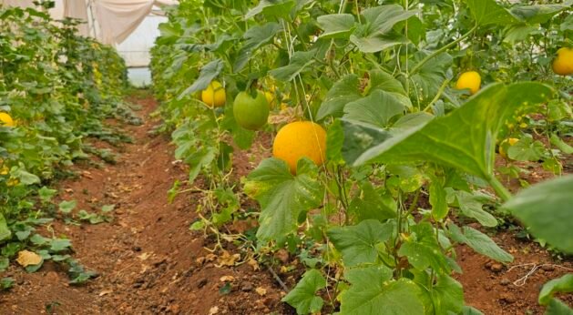 Muskmelon cultivation under a green shade net house for climate-resilient farming