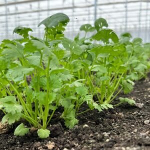 Coriander Farming in Nethouse / Polyhouse