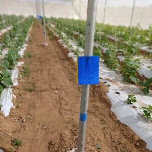 Blue sticky trap for insect pest control in agriculture by JH Agriinfra, eco-friendly crop protection tool.