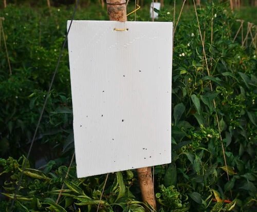 White sticky trap for insect pest control in agriculture by JH Agriinfra