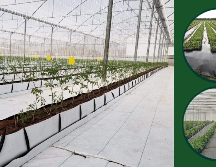 rows of vegetable plants in a greenhouse with black weed mat ground cover fabric used for weed control and moisture retention