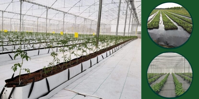 rows of vegetable plants in a greenhouse with black weed mat ground cover fabric used for weed control and moisture retention