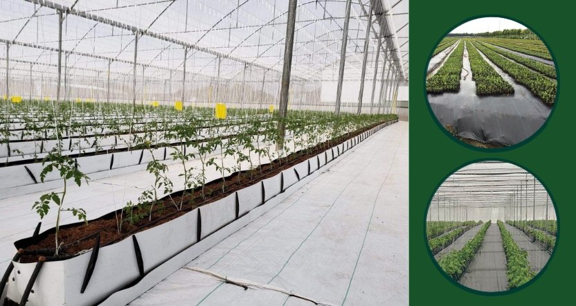 rows of vegetable plants in a greenhouse with black weed mat ground cover fabric used for weed control and moisture retention