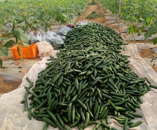 Cucumber plants growing in a shade net house with vines supported on vertical trellises and green nets overhead.